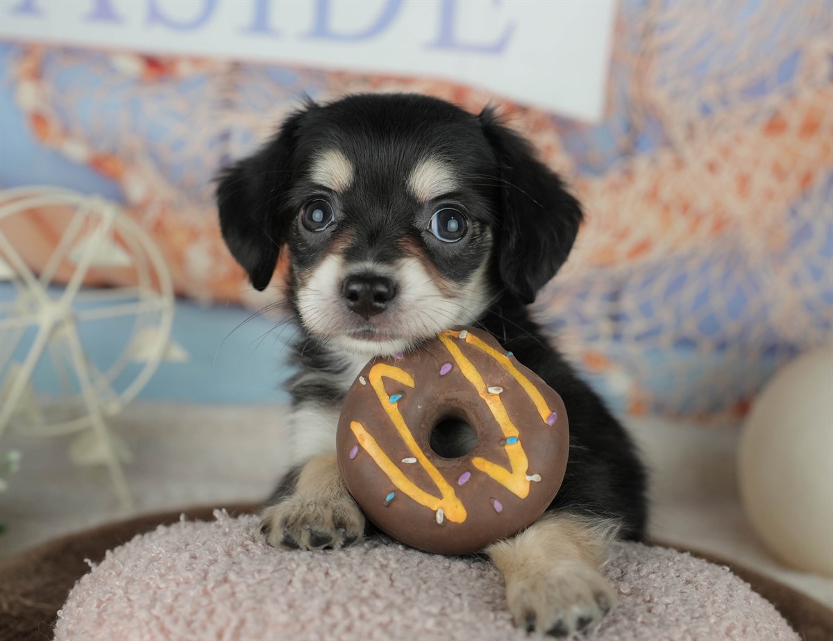 チワックス | 女の子 | ブラック&タン | 2026年2月5日