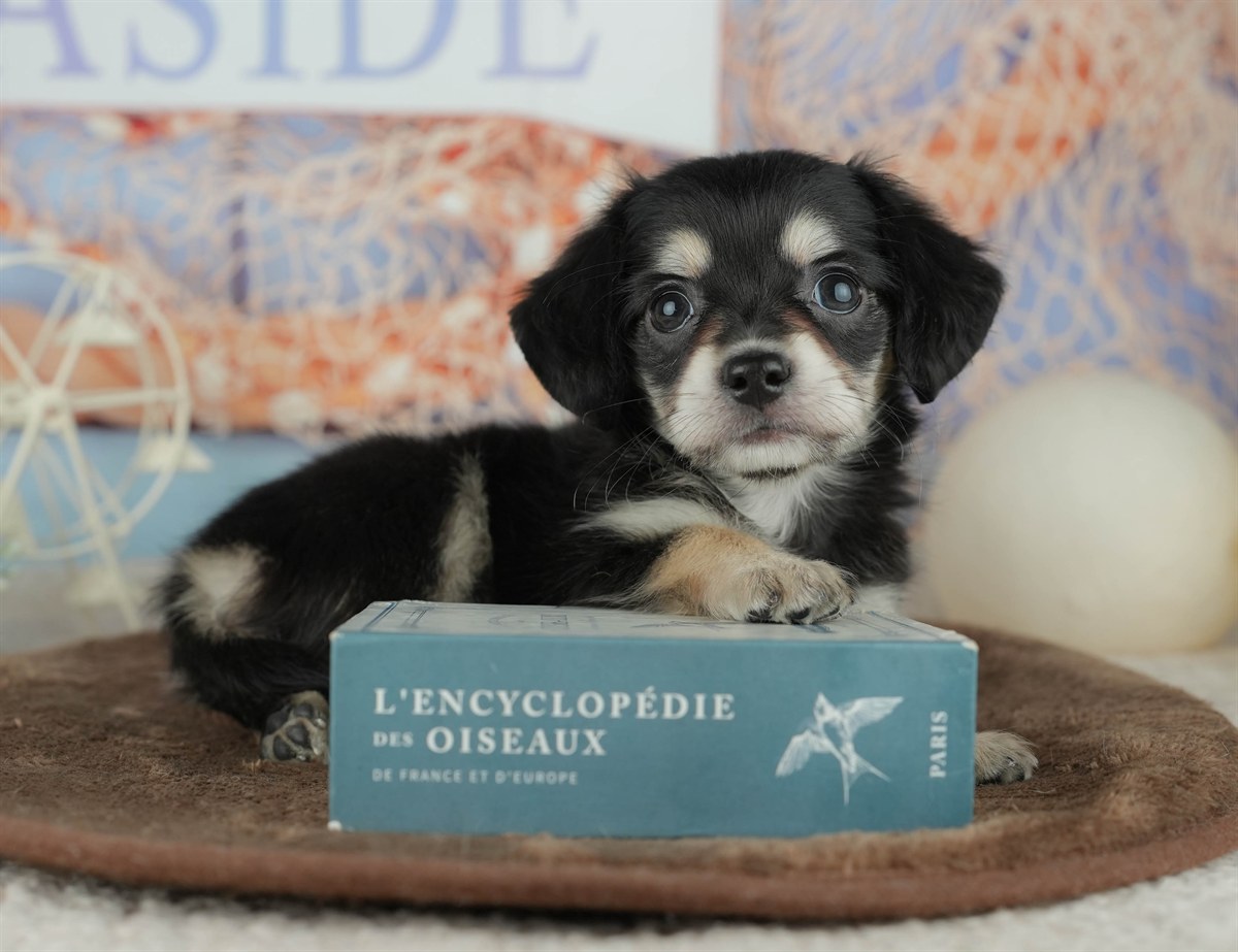 チワックス | 女の子 | ブラック&タン | 2026年2月5日