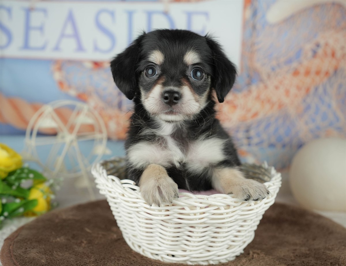 チワックス | 女の子 | ブラック&タン | 2026年2月5日