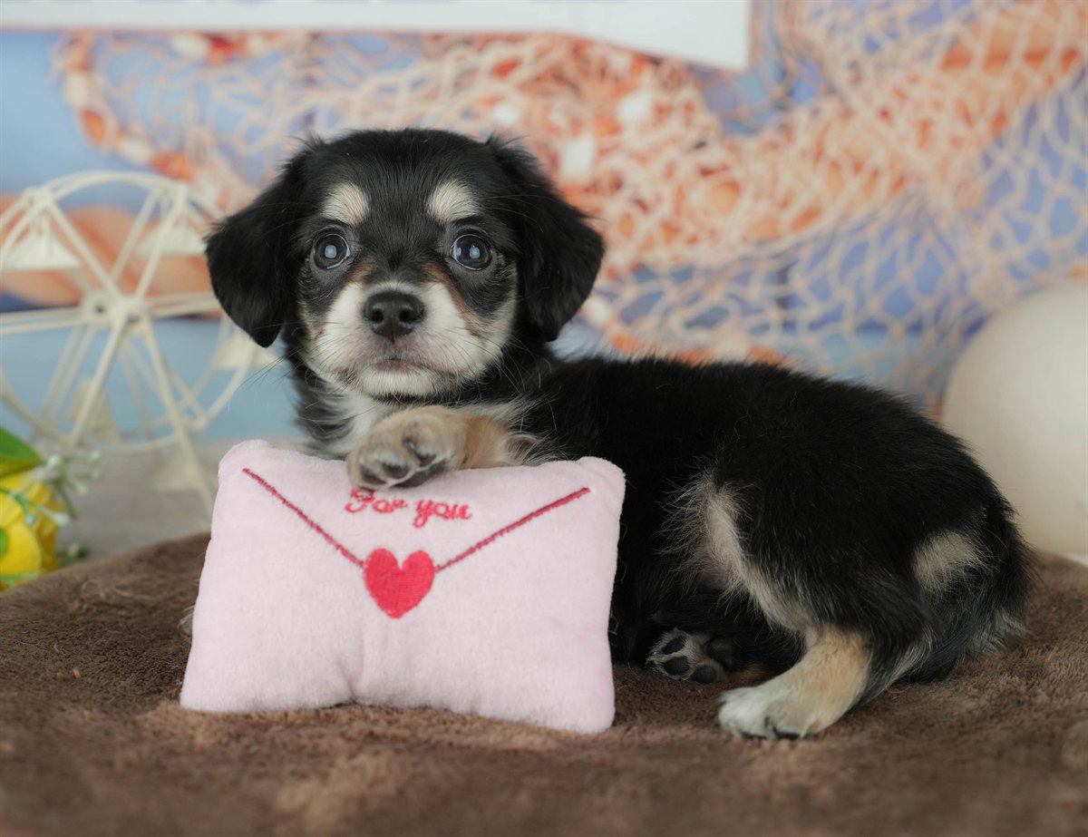 チワックス | 女の子 | ブラック&タン | 2026年2月5日