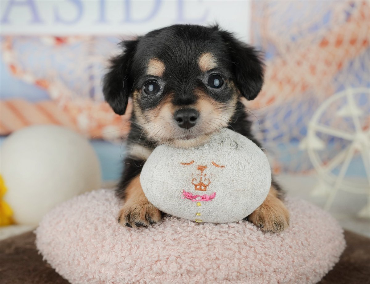 チワックス | 女の子 | ブラック＆タン | 2026年2月5日