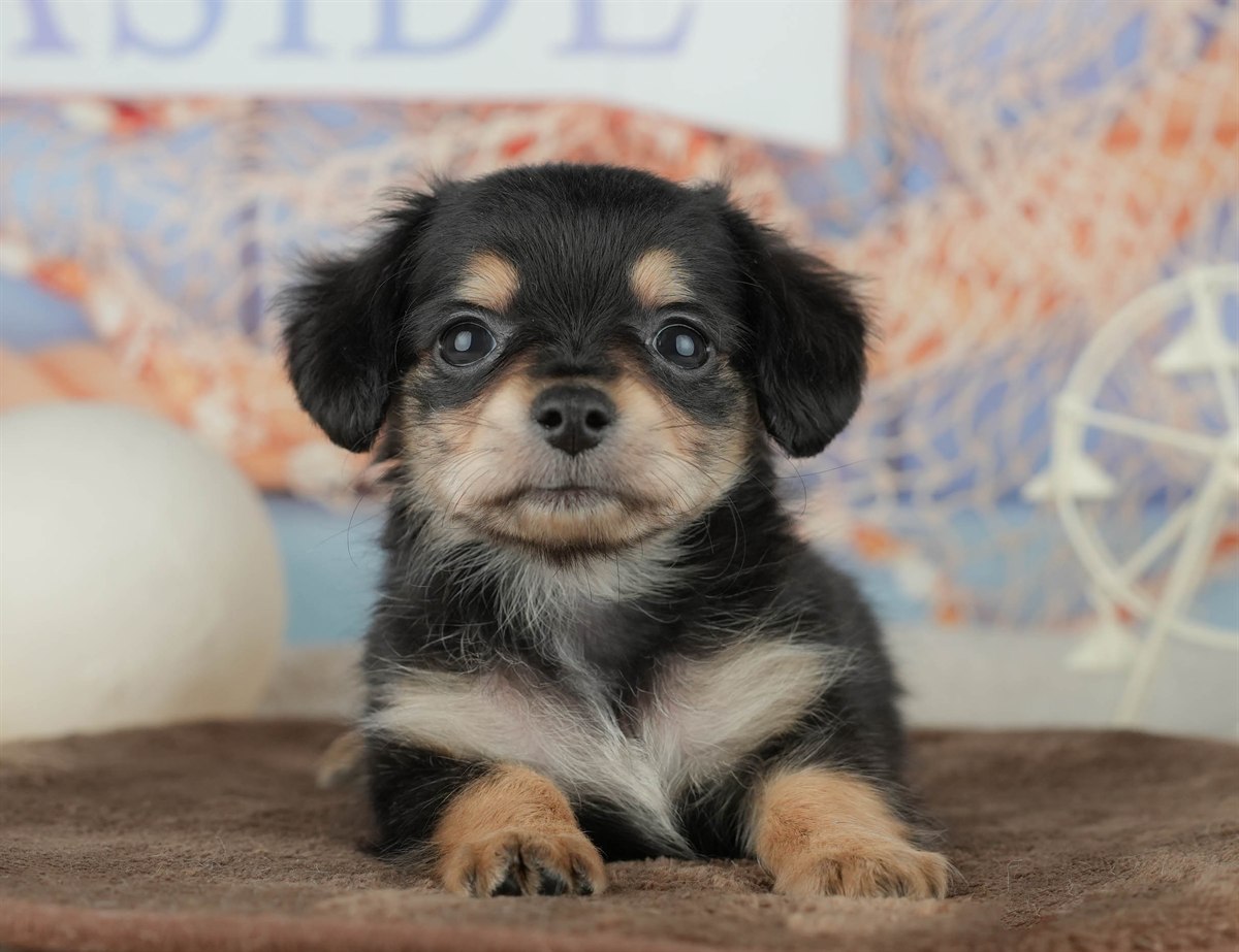 チワックス | 女の子 | ブラック＆タン | 2026年2月5日