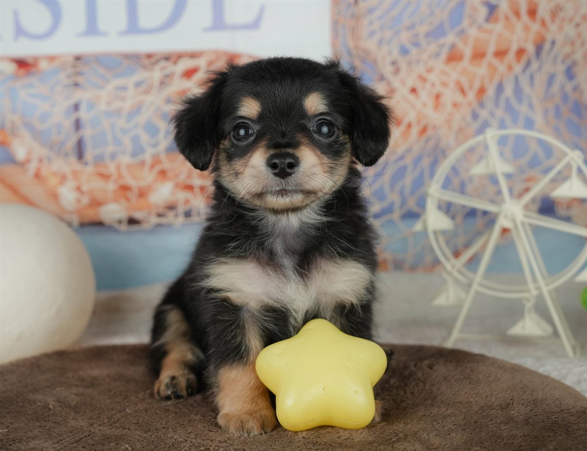 チワックス | 女の子 | ブラック＆タン | 2026年2月5日