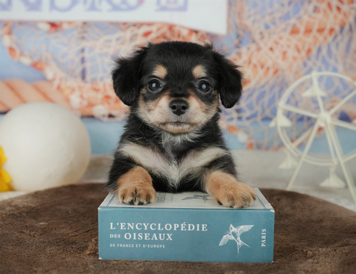 チワックス | 女の子 | ブラック＆タン | 2026年2月5日