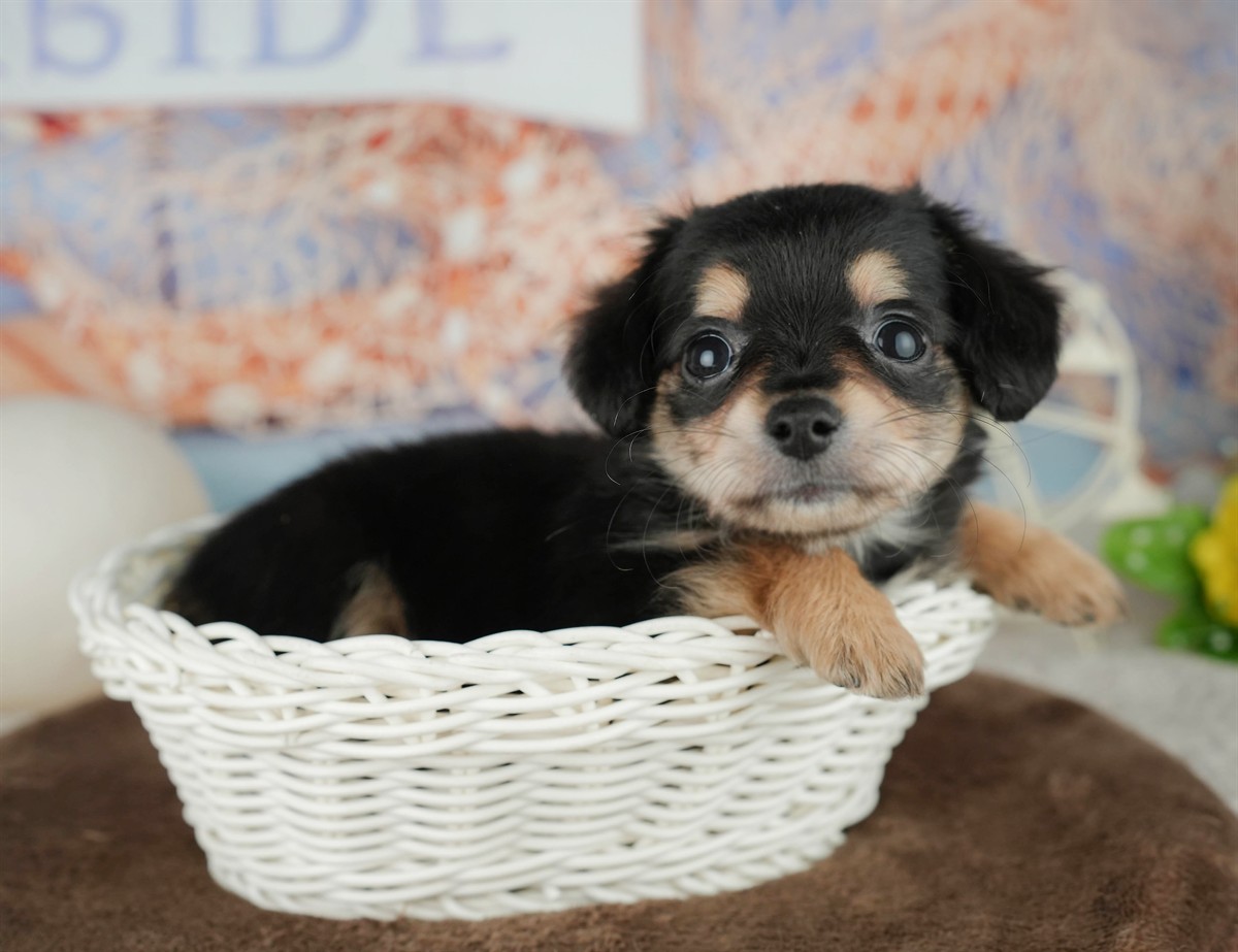 チワックス | 女の子 | ブラック＆タン | 2026年2月5日