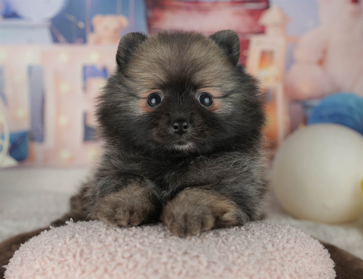 ポメラニアン | 男の子 | オレンジセーブル | 2026年2月5日