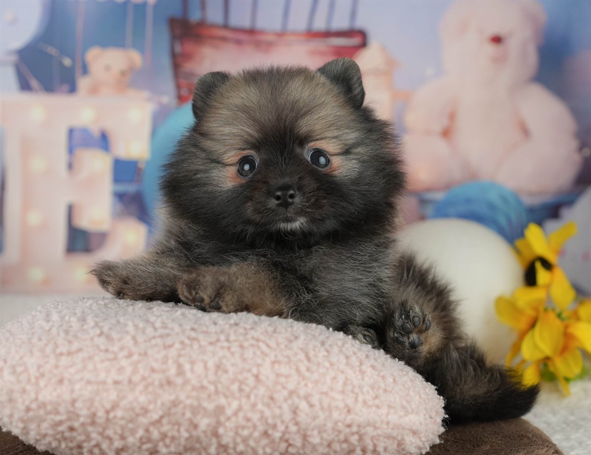 ポメラニアン | 男の子 | オレンジセーブル | 2026年2月5日