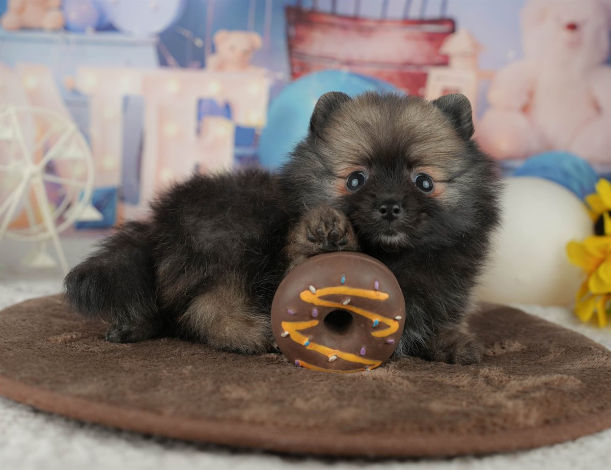 ポメラニアン | 男の子 | オレンジセーブル | 2026年2月5日