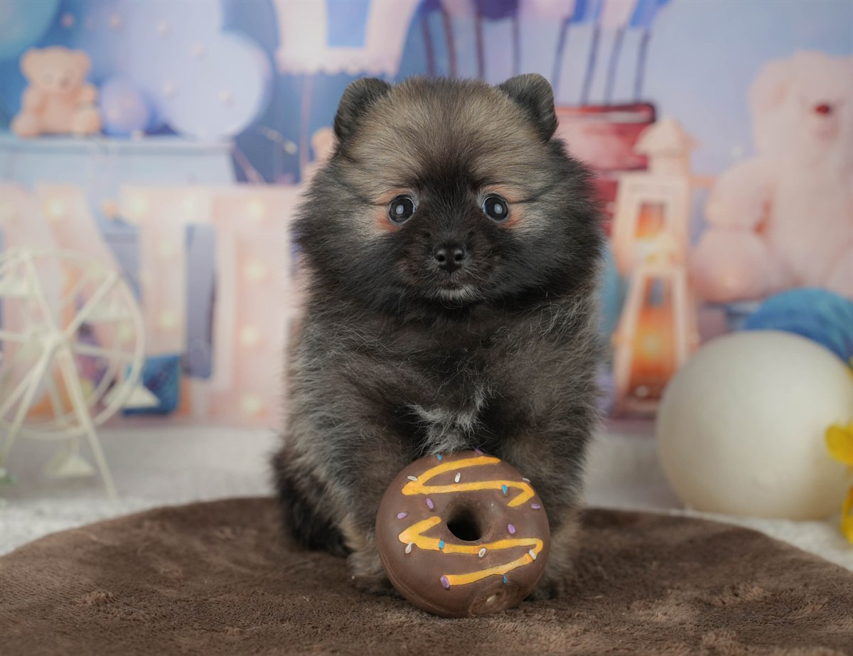 ポメラニアン | 男の子 | オレンジセーブル | 2026年2月5日