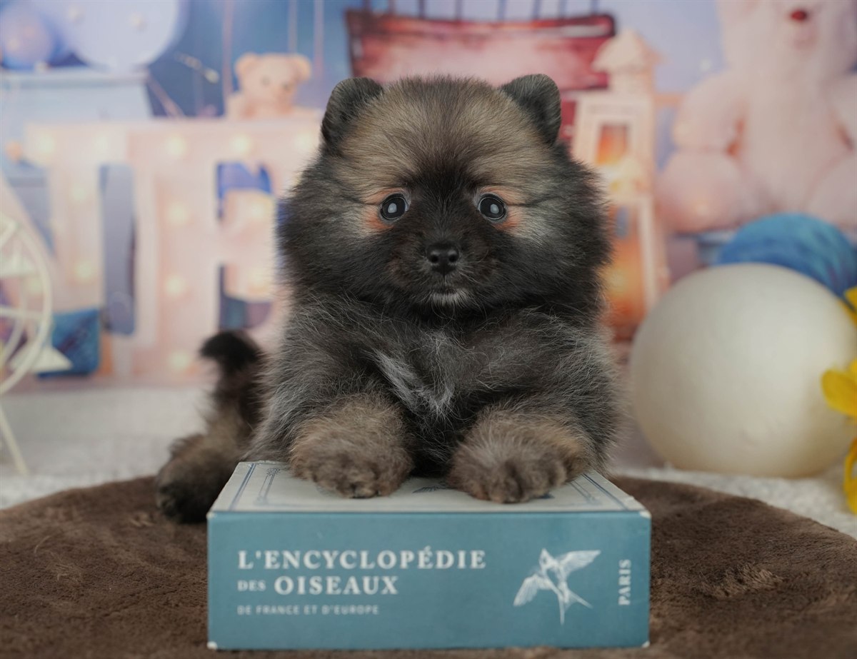 ポメラニアン | 男の子 | オレンジセーブル | 2026年2月5日