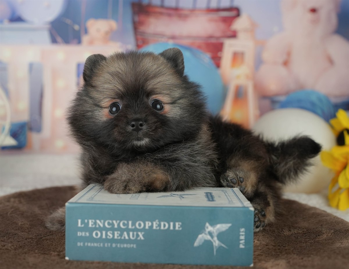 ポメラニアン | 男の子 | オレンジセーブル | 2026年2月5日