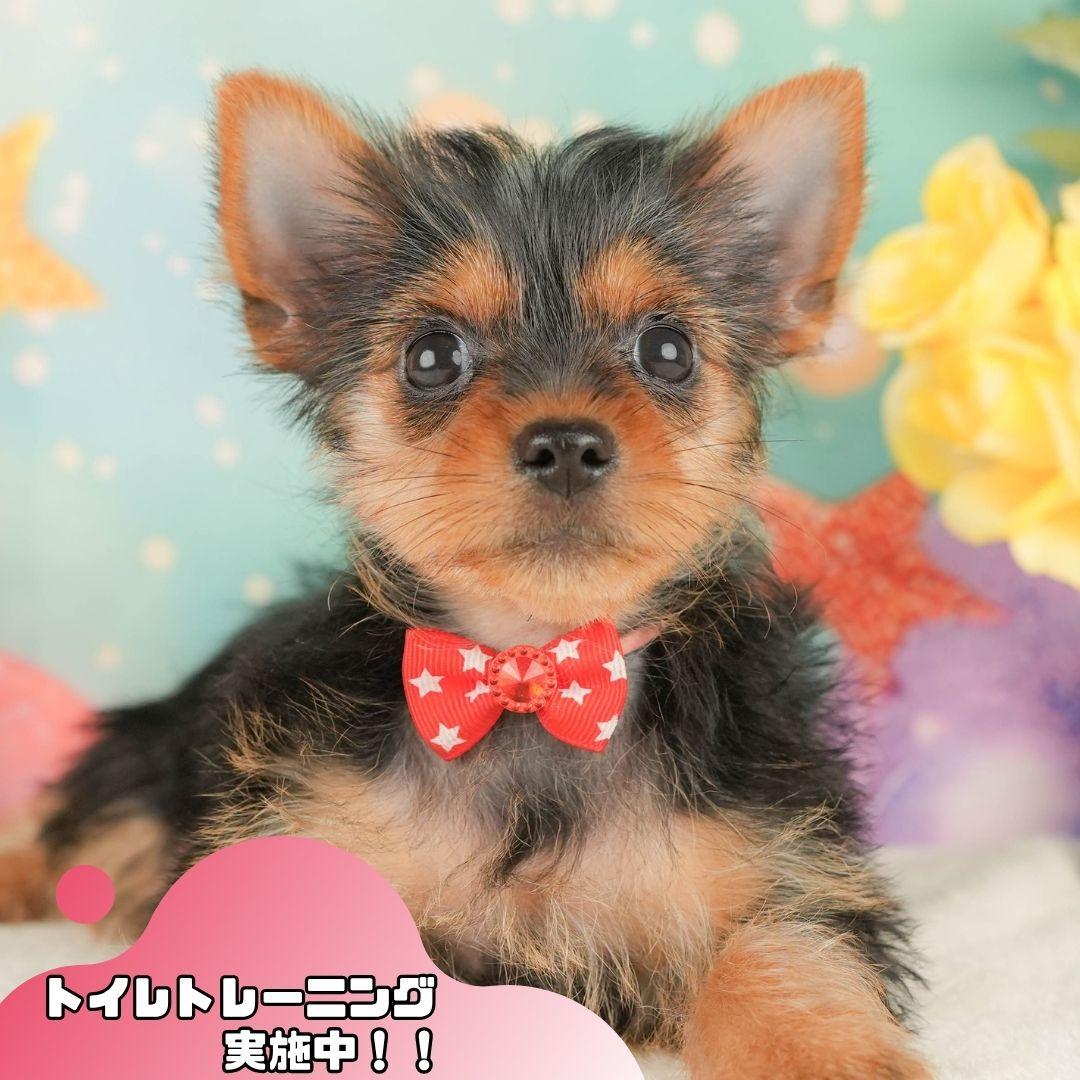 ヨークシャー・テリア | 女の子 | スティールブルー＆タン | 2026年2月5日（ID:dog-200015477）