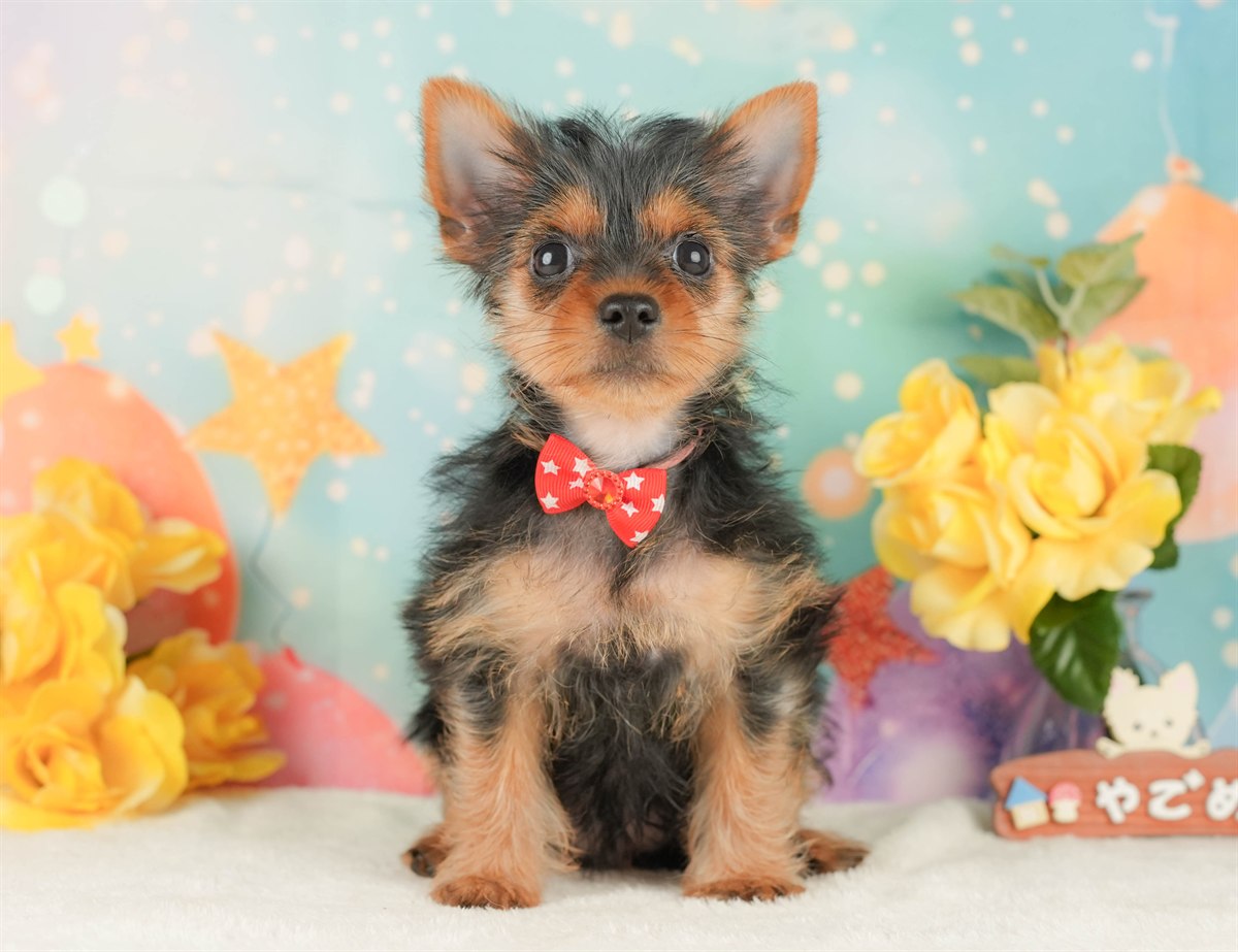 ヨークシャー・テリア | 女の子 | スティールブルー＆タン | 2026年2月5日（ID:dog-200015477）