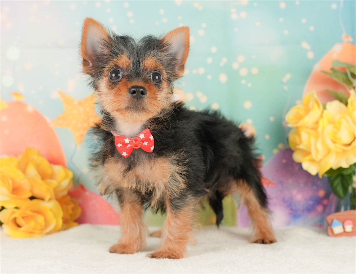 ヨークシャー・テリア | 女の子 | スティールブルー＆タン | 2026年2月5日（ID:dog-200015477）