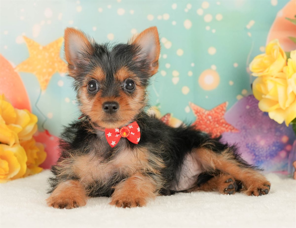 ヨークシャー・テリア | 女の子 | スティールブルー＆タン | 2026年2月5日（ID:dog-200015477）