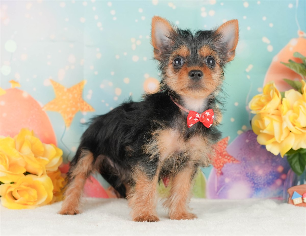 ヨークシャー・テリア | 女の子 | スティールブルー＆タン | 2026年2月5日（ID:dog-200015477）