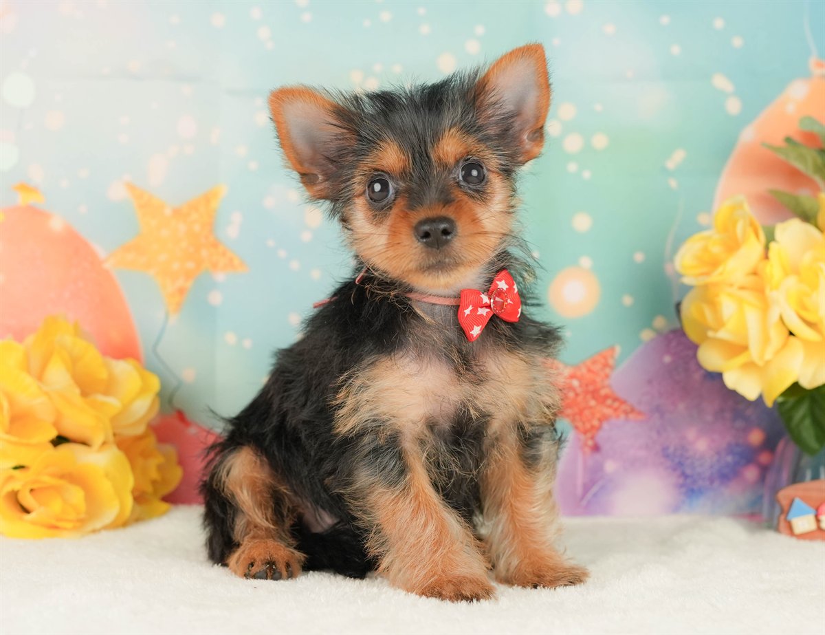 ヨークシャー・テリア | 女の子 | スティールブルー＆タン | 2026年2月5日（ID:dog-200015477）