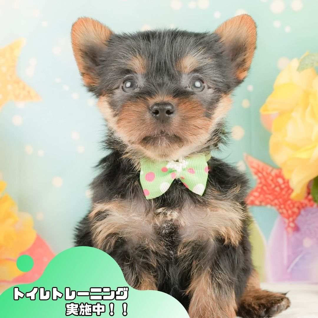 ヨークシャー・テリア | 男の子 | スティールブルー＆タン | 2026年2月5日