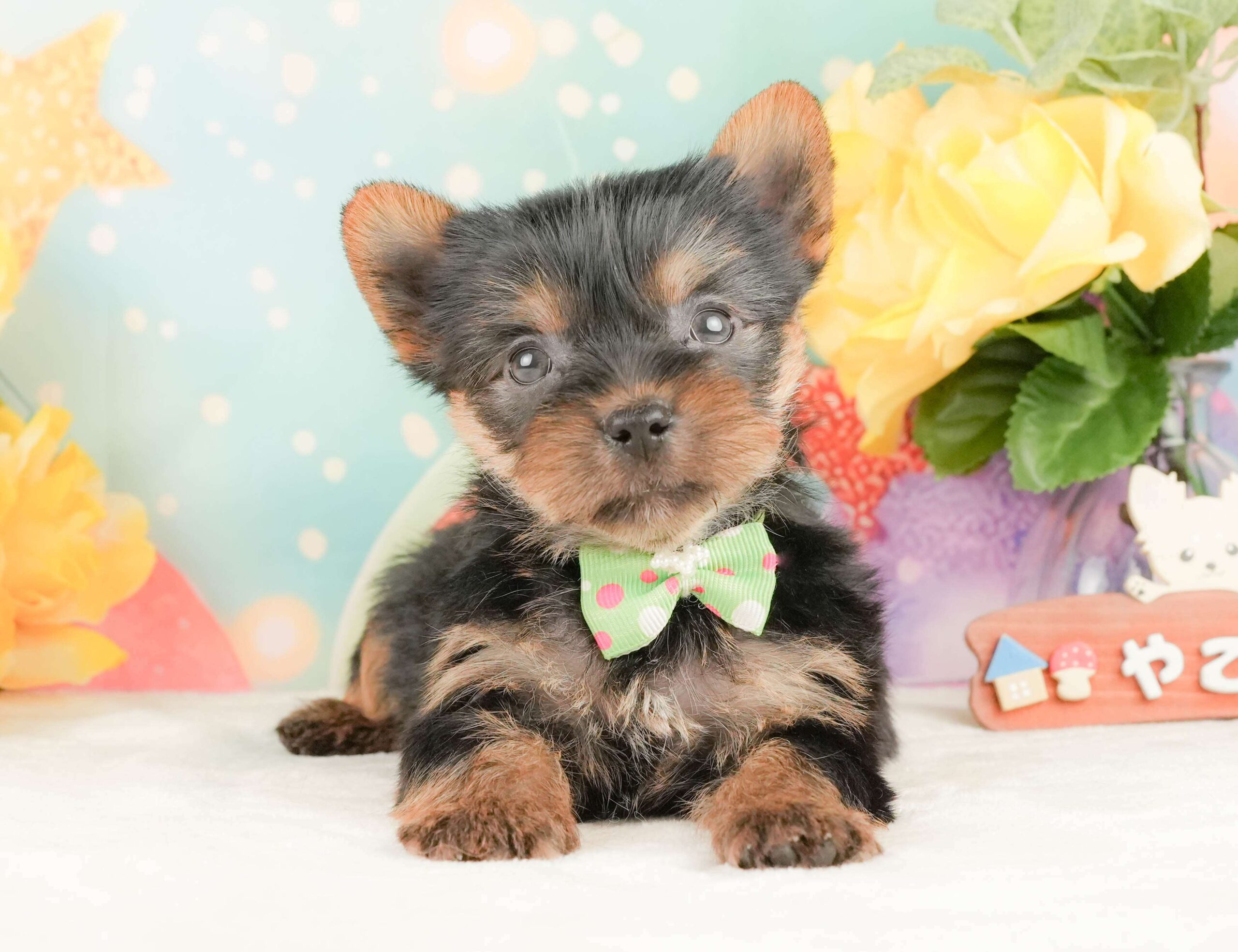 ヨークシャー・テリア | 男の子 | スティールブルー＆タン | 2026年2月5日