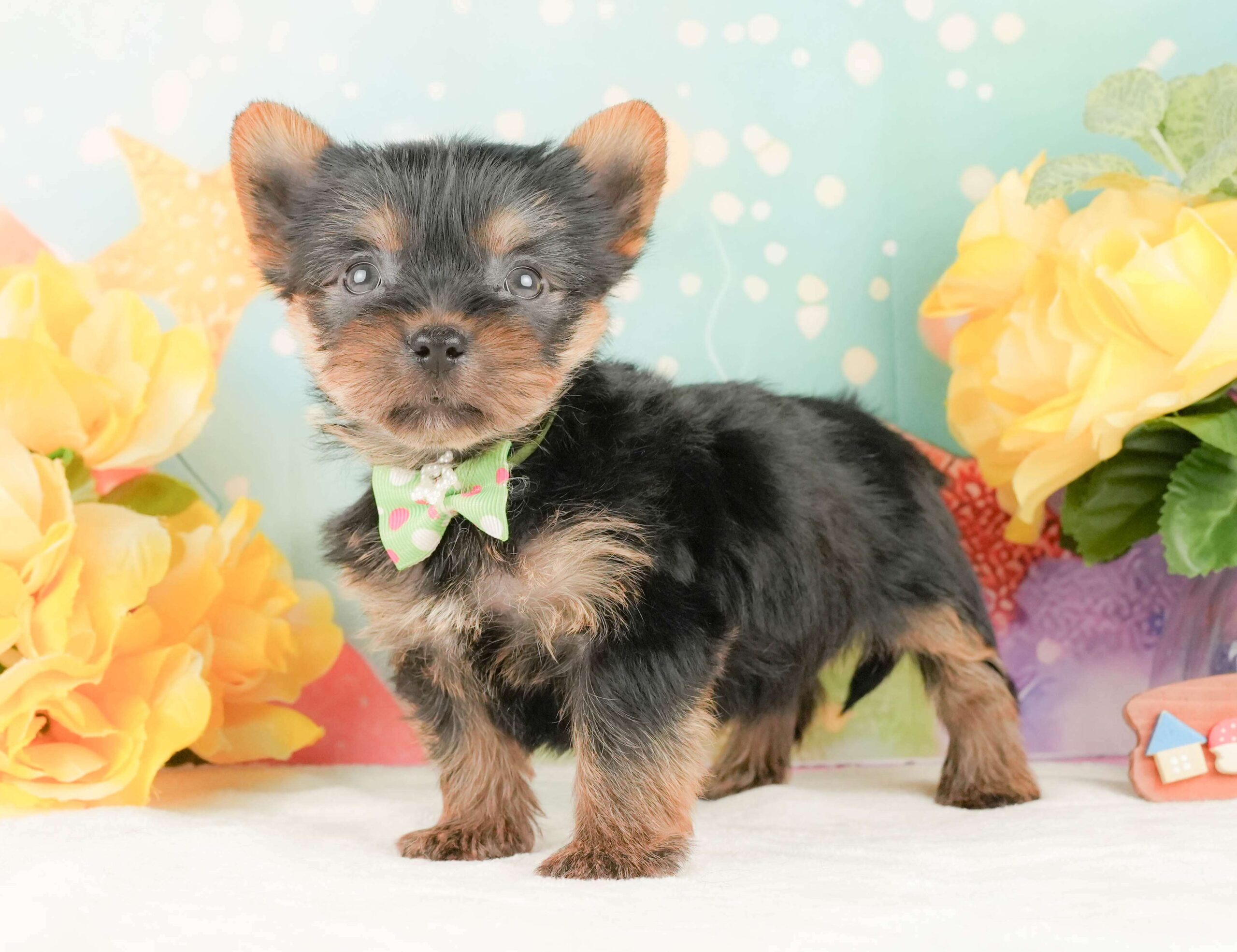 ヨークシャー・テリア | 男の子 | スティールブルー＆タン | 2026年2月5日