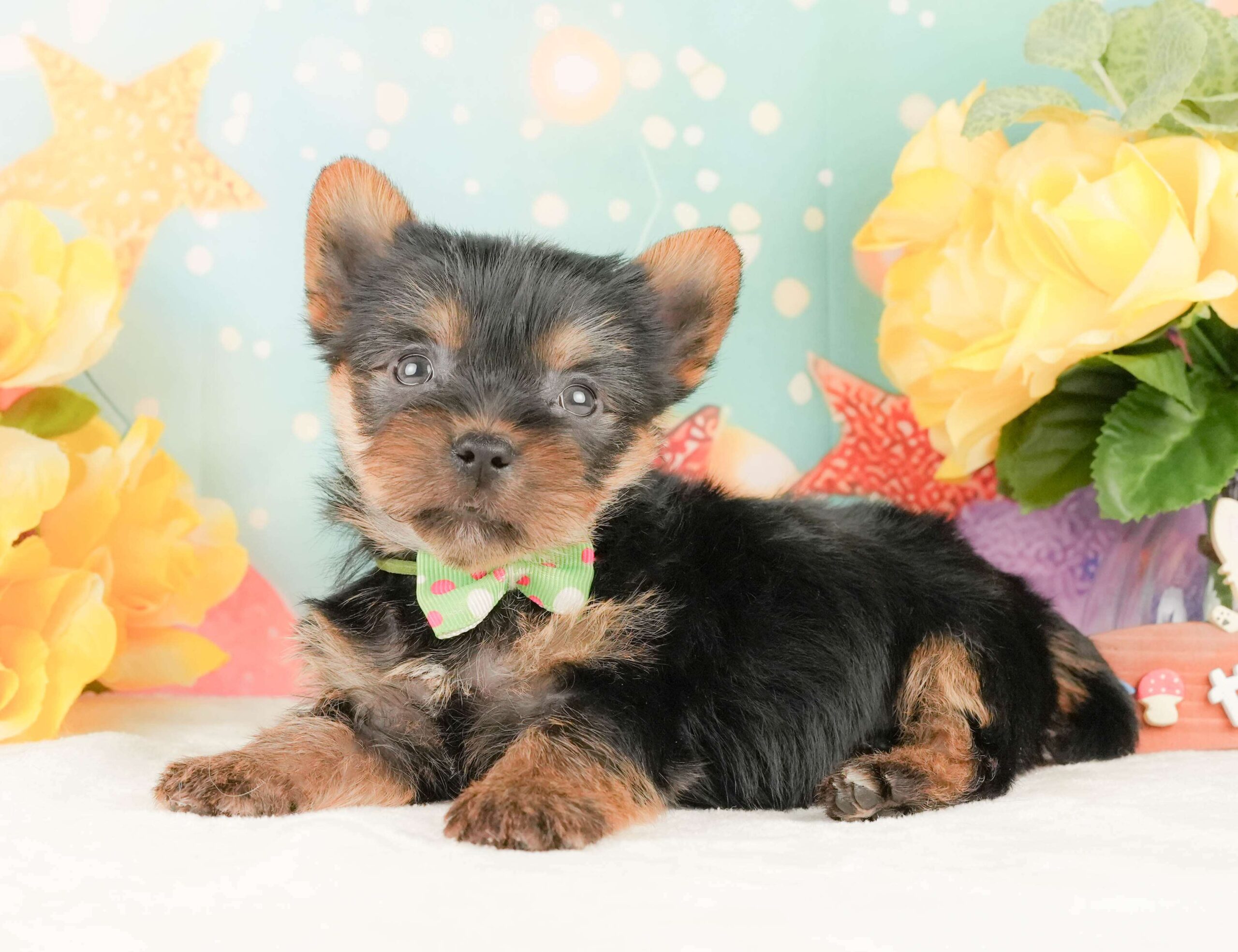 ヨークシャー・テリア | 男の子 | スティールブルー＆タン | 2026年2月5日