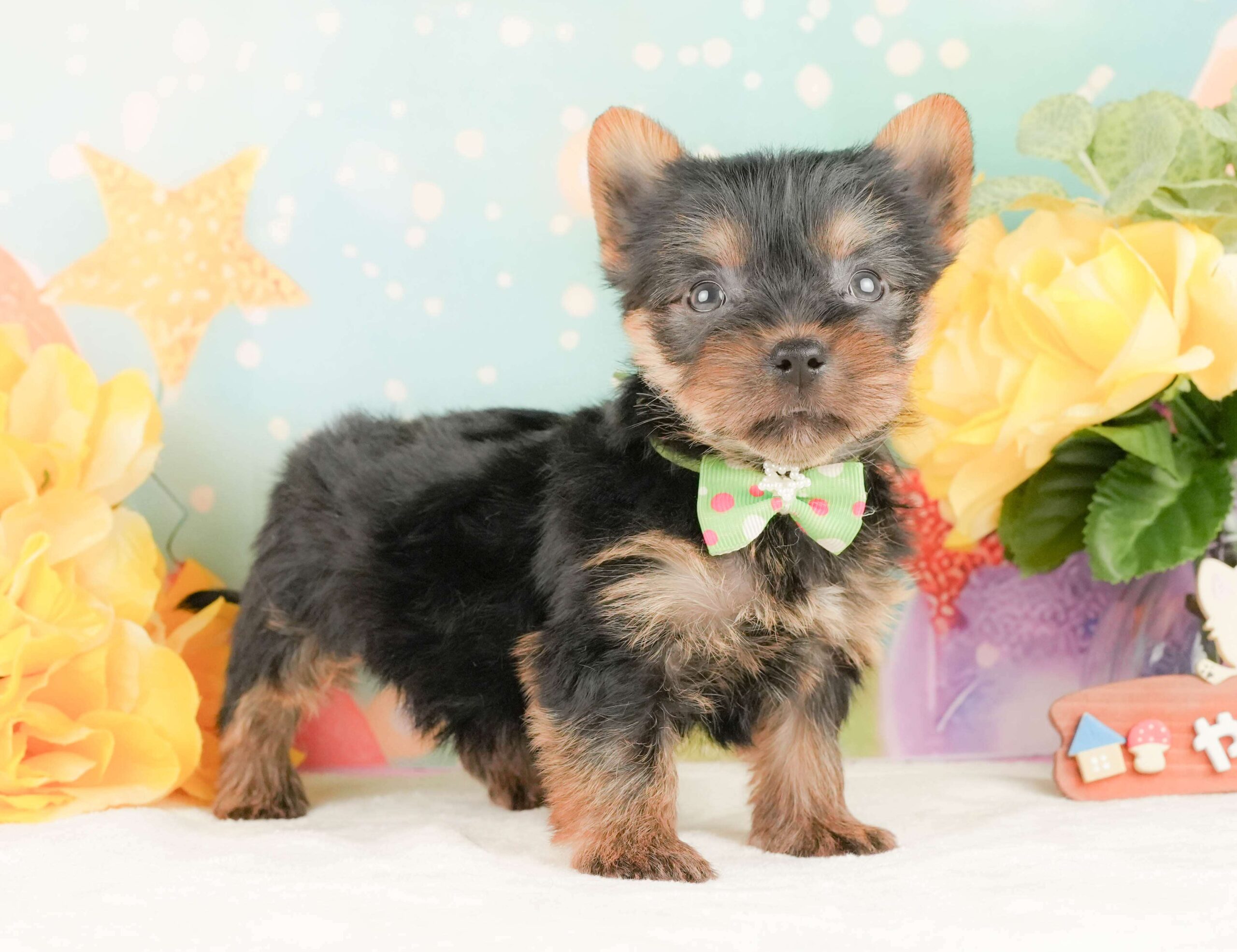 ヨークシャー・テリア | 男の子 | スティールブルー＆タン | 2026年2月5日