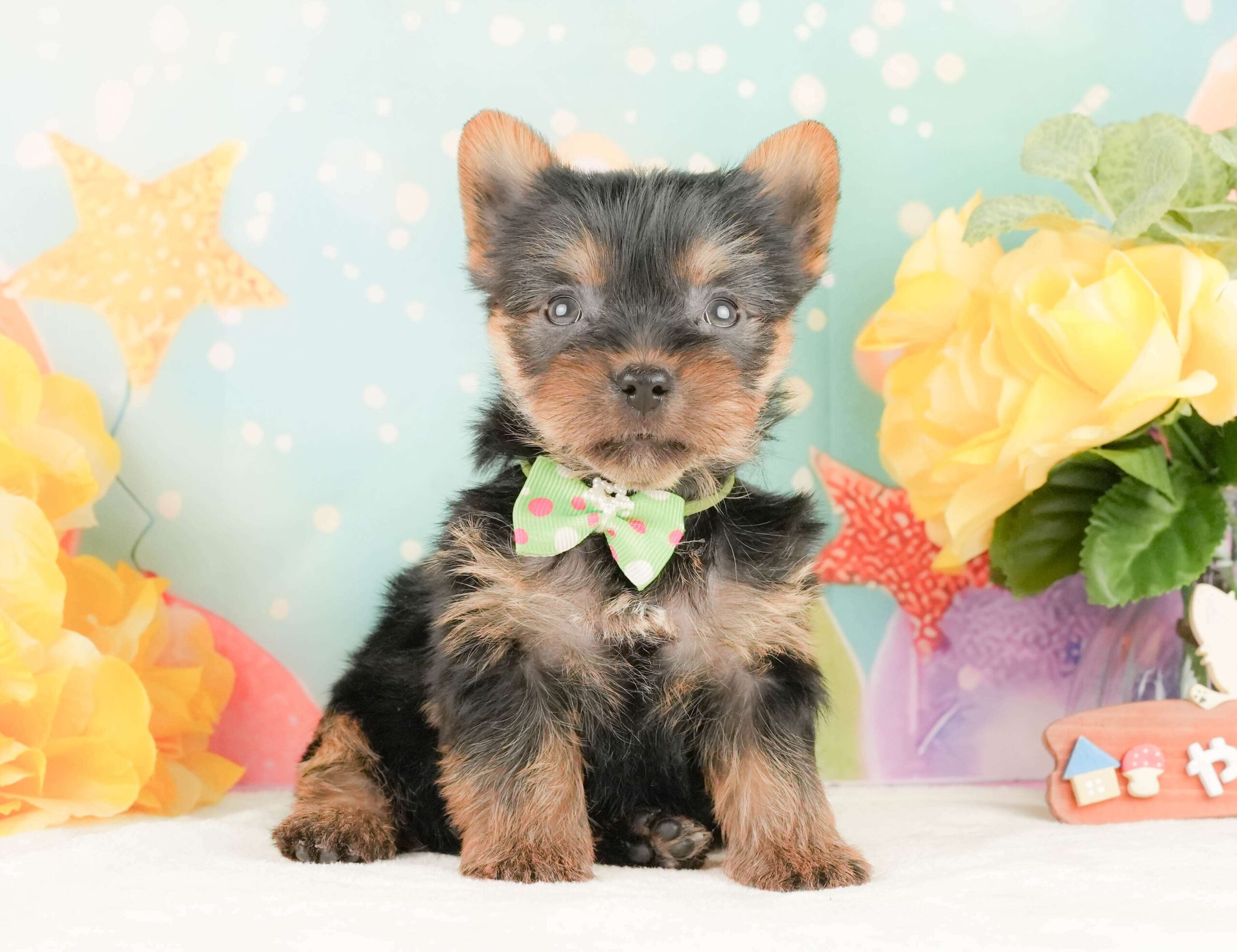 ヨークシャー・テリア | 男の子 | スティールブルー＆タン | 2026年2月5日