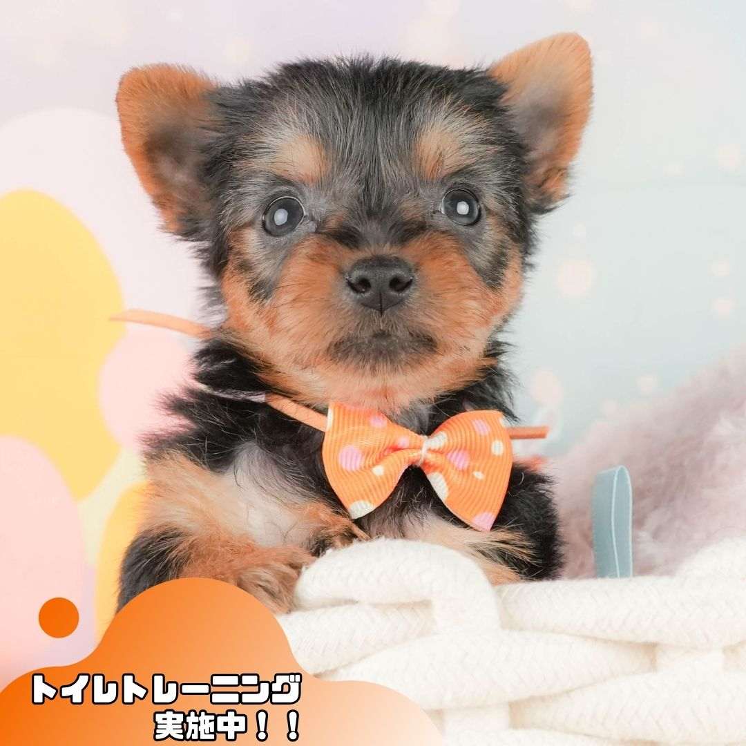 ヨークシャー・テリア | 女の子 | スティールブルー＆タン | 2026年2月5日