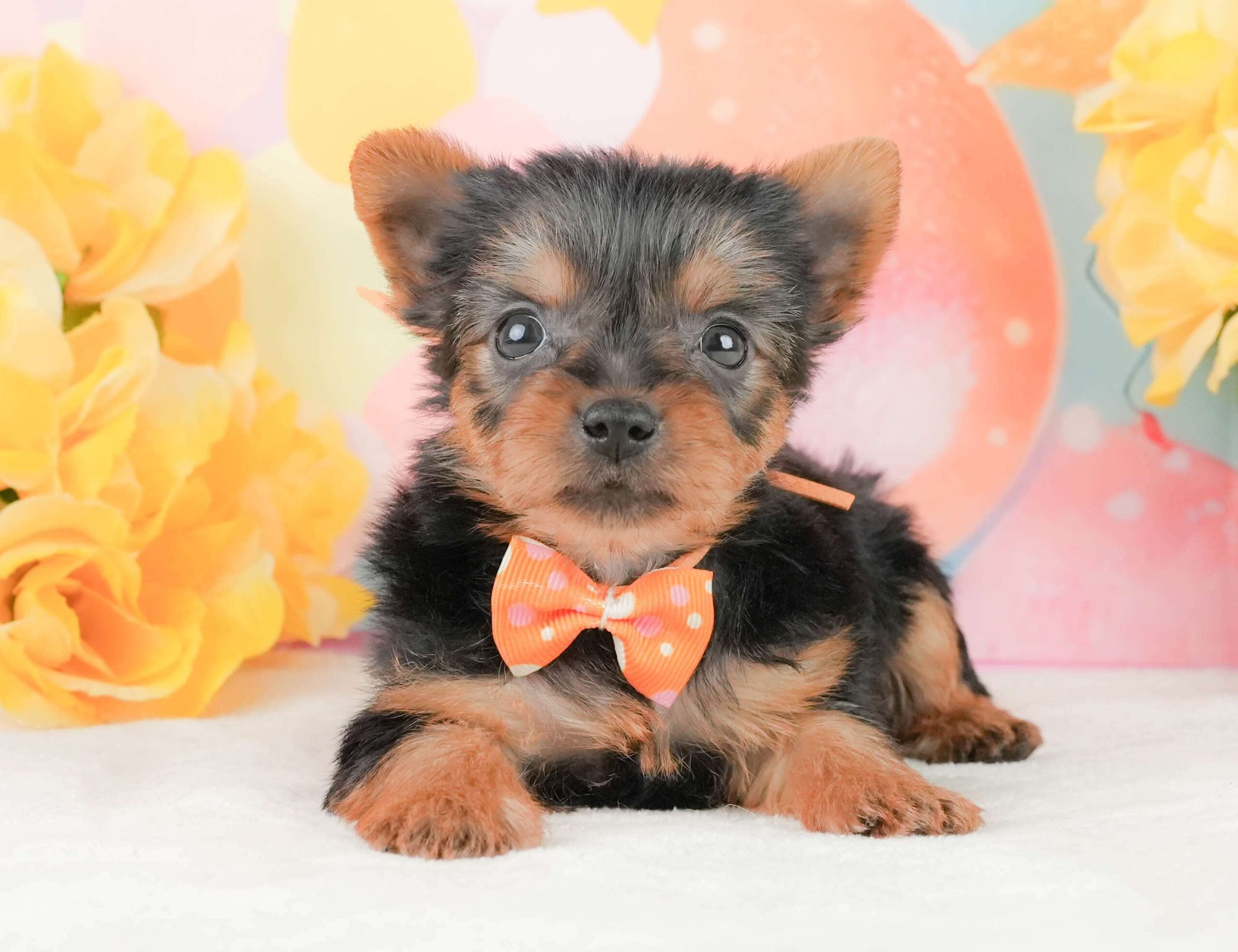 ヨークシャー・テリア | 女の子 | スティールブルー＆タン | 2026年2月5日