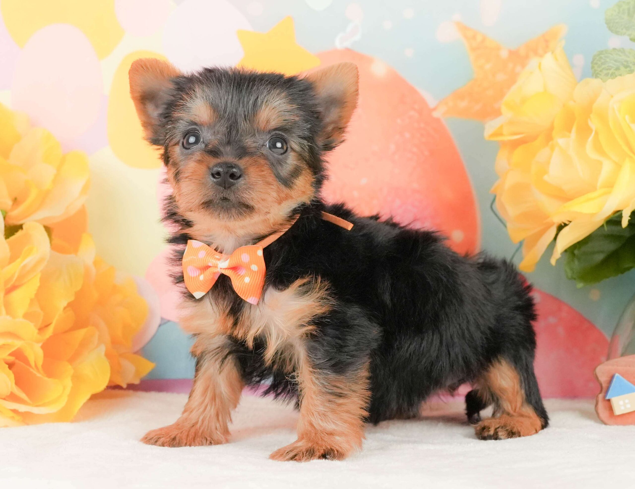 ヨークシャー・テリア | 女の子 | スティールブルー＆タン | 2026年2月5日