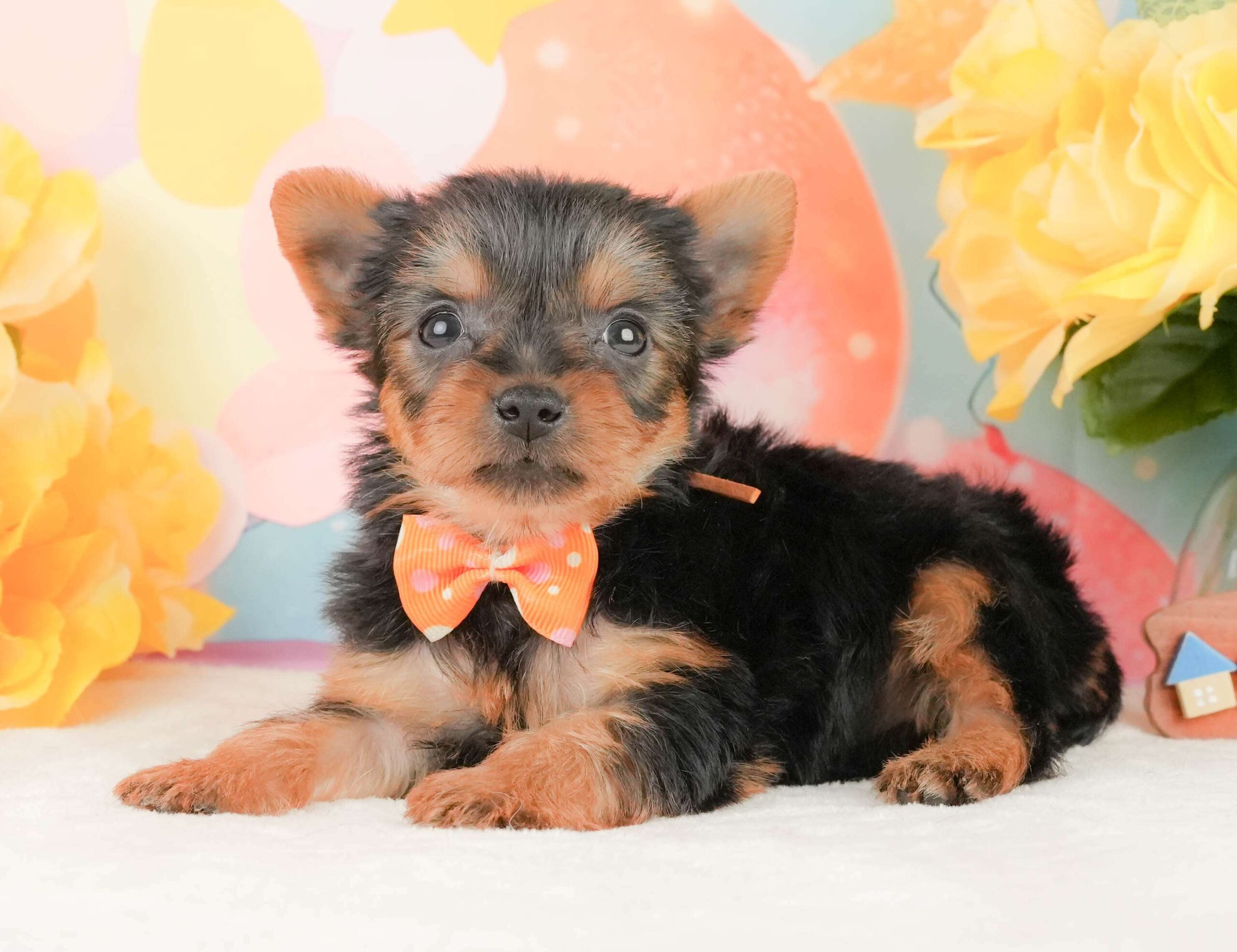 ヨークシャー・テリア | 女の子 | スティールブルー＆タン | 2026年2月5日