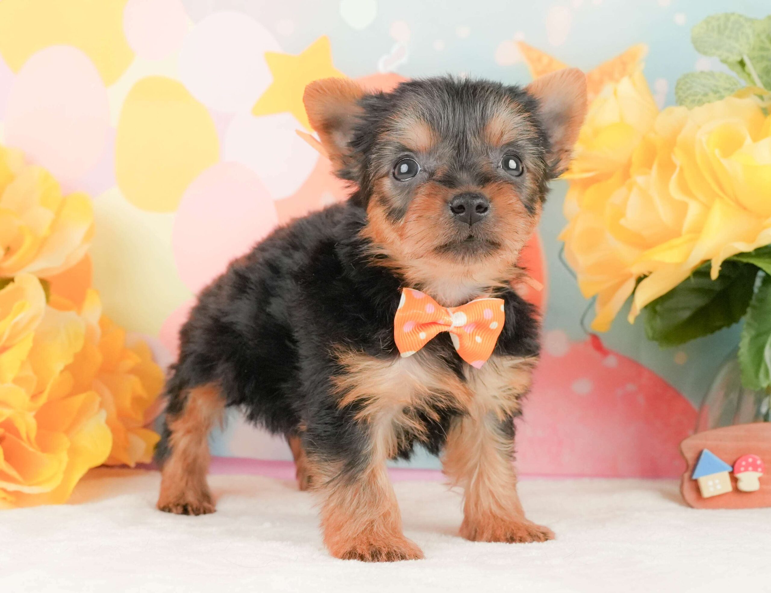 ヨークシャー・テリア | 女の子 | スティールブルー＆タン | 2026年2月5日