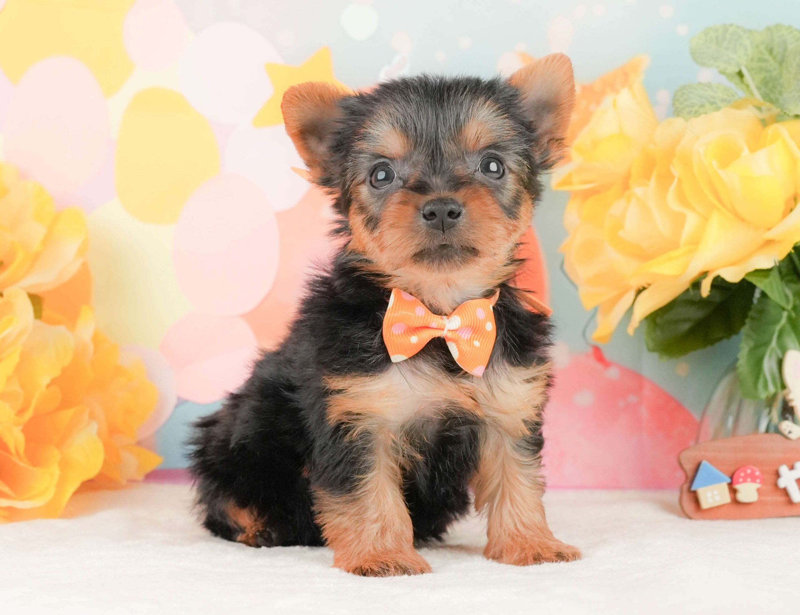 ヨークシャー・テリア | 女の子 | スティールブルー＆タン | 2026年2月5日