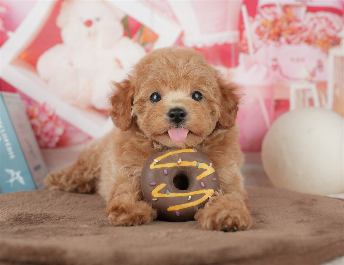 トイ・プードル | 女の子 | レッド | 2026年2月6日