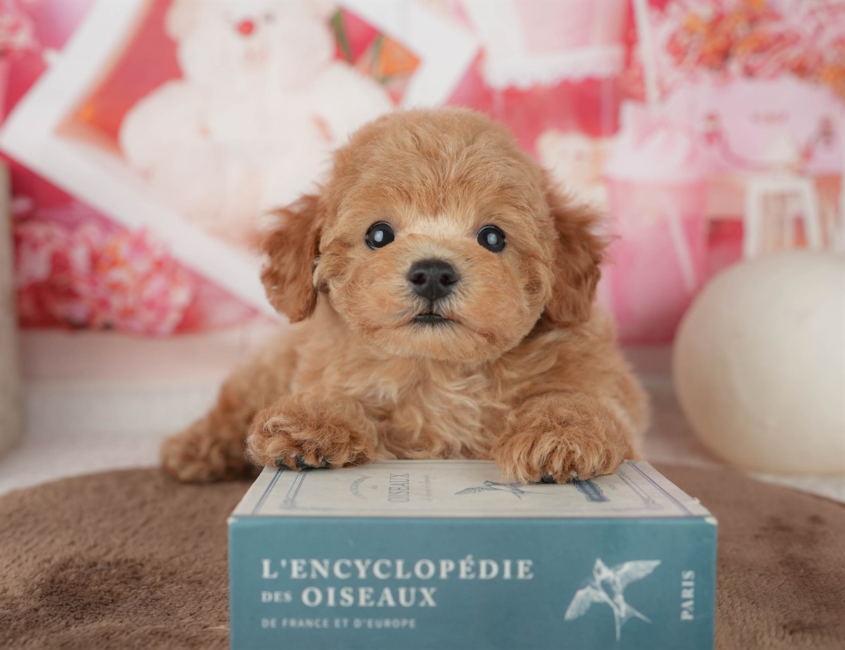 トイ・プードル | 女の子 | レッド | 2026年2月6日