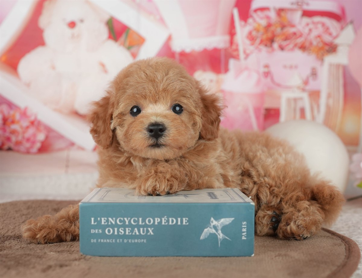 トイ・プードル | 女の子 | レッド | 2026年2月6日