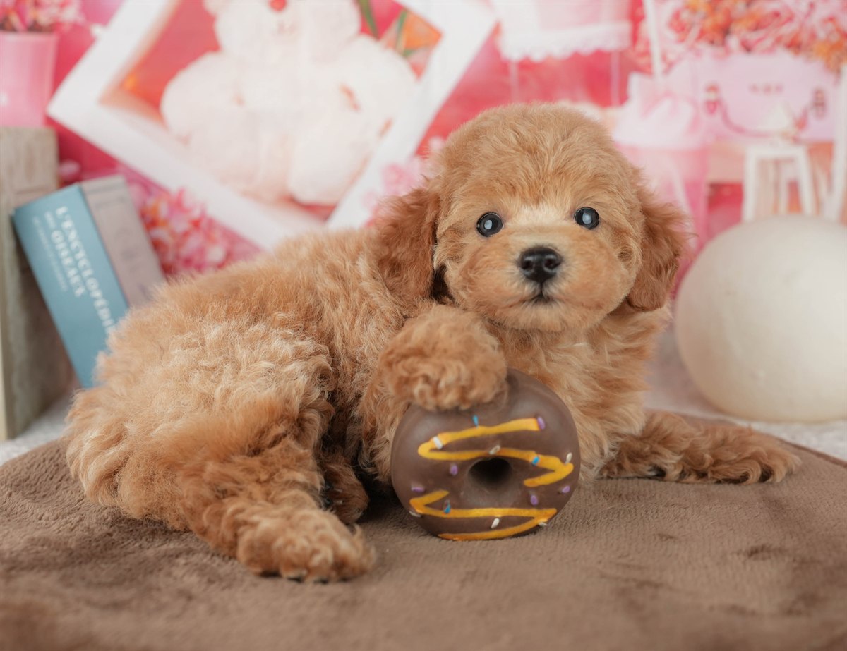 トイ・プードル | 女の子 | レッド | 2026年2月6日