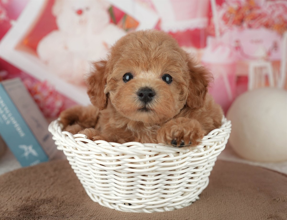 トイ・プードル | 女の子 | レッド | 2026年2月6日