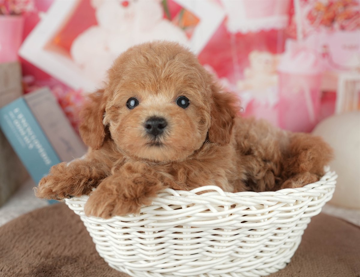 トイ・プードル | 女の子 | レッド | 2026年2月6日