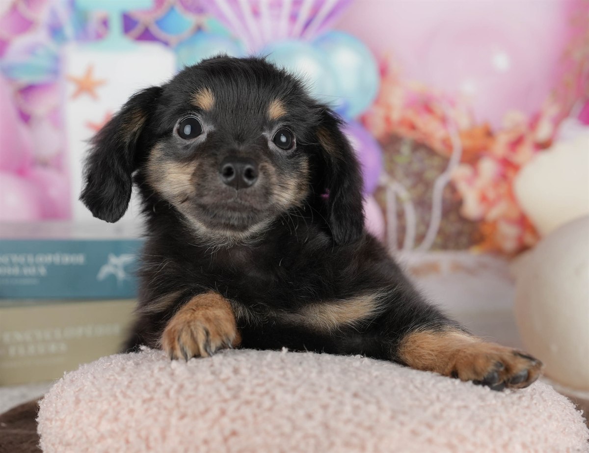 チワックス | 男の子 | ブラック＆タン | 2026年2月6日（ID:dog-200015483）