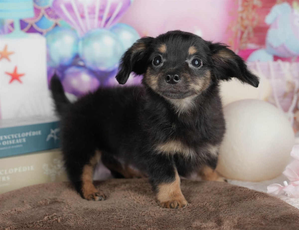チワックス | 男の子 | ブラック＆タン | 2026年2月6日（ID:dog-200015483）