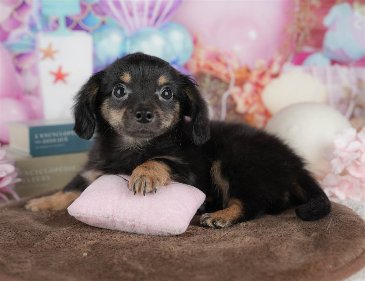 チワックス | 男の子 | ブラック＆タン | 2026年2月6日（ID:dog-200015483）