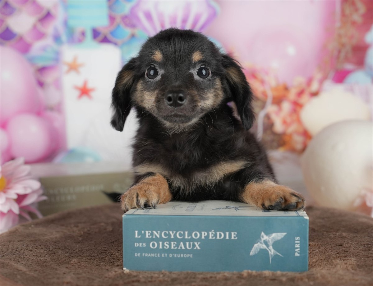 チワックス | 男の子 | ブラック＆タン | 2026年2月6日（ID:dog-200015483）