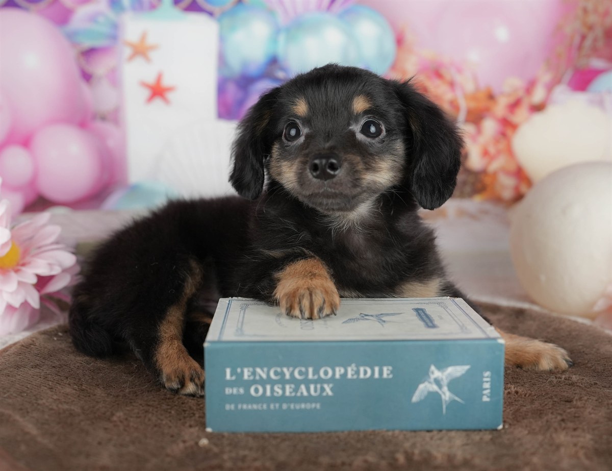 チワックス | 男の子 | ブラック＆タン | 2026年2月6日（ID:dog-200015483）