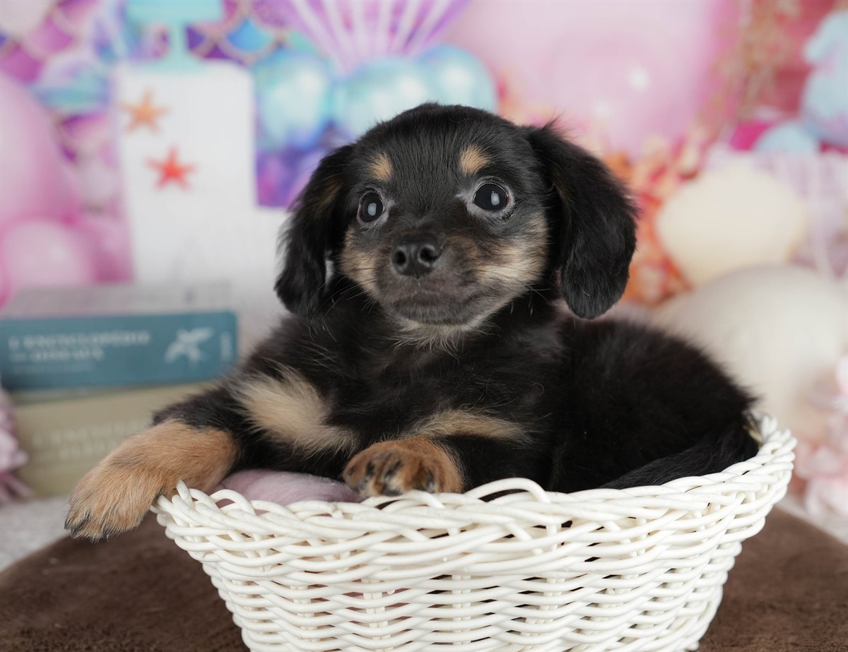 チワックス | 男の子 | ブラック＆タン | 2026年2月6日（ID:dog-200015483）