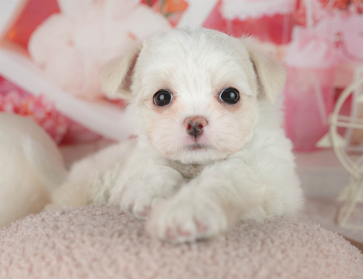 チワマル | 女の子 | ホワイト | 2026年2月6日