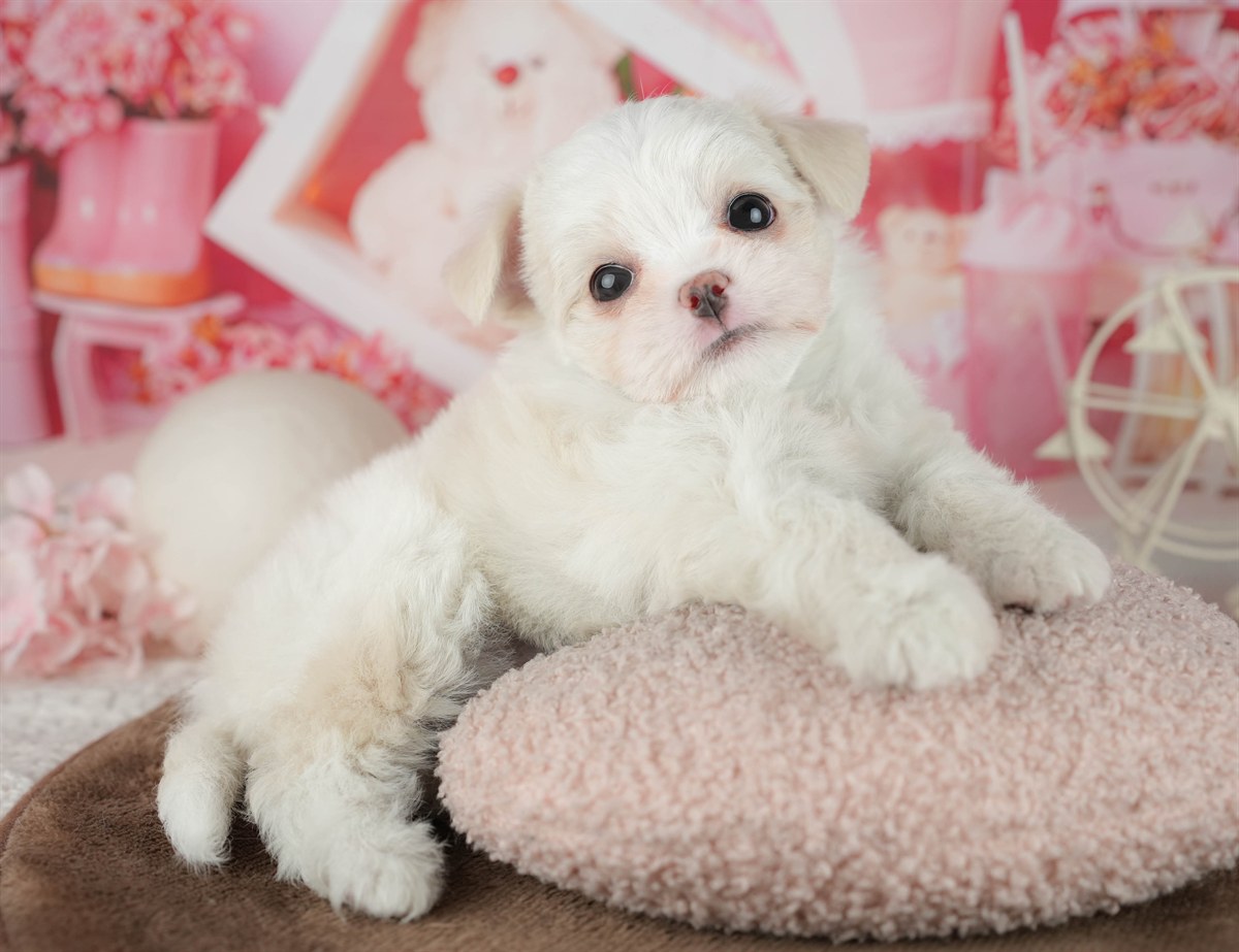 チワマル | 女の子 | ホワイト | 2026年2月6日