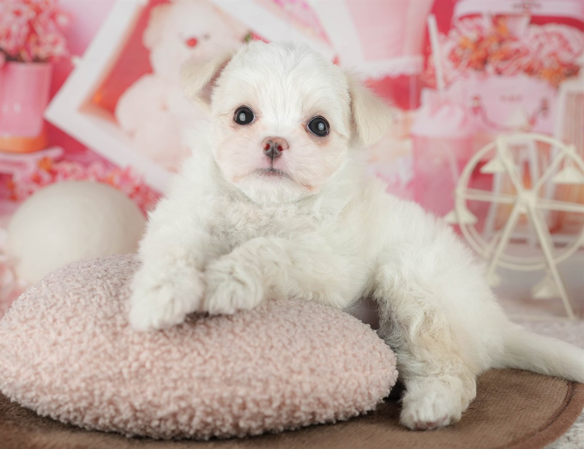 チワマル | 女の子 | ホワイト | 2026年2月6日