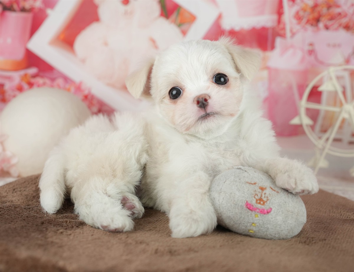 チワマル | 女の子 | ホワイト | 2026年2月6日