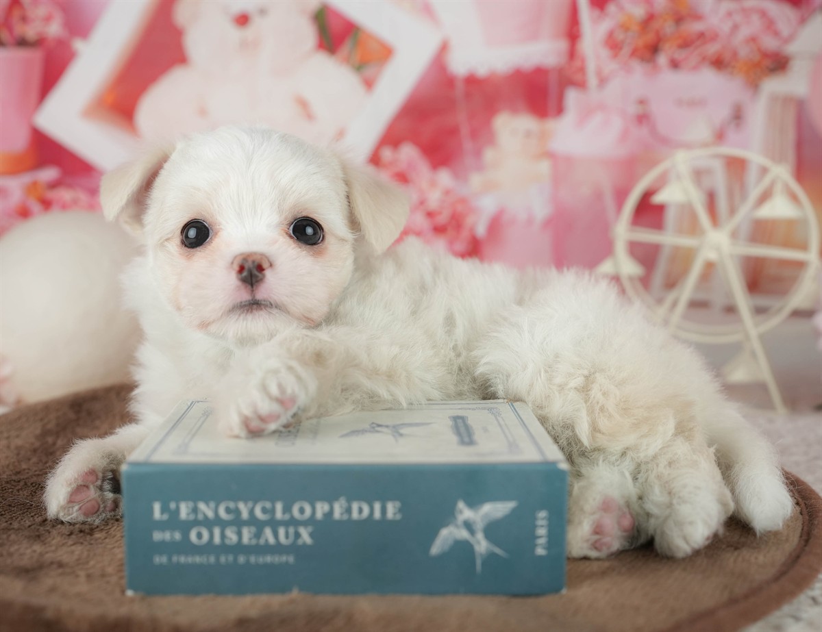 チワマル | 女の子 | ホワイト | 2026年2月6日